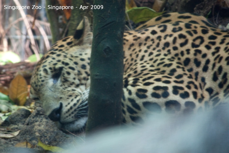20090423_Singapore Zoo _40 of 97_.jpg
